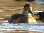 WWT Slimbridge