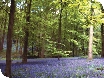 Bluebells in the Forest of Dean