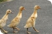 Events at WWT Slimbridge