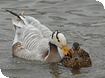 Odd couple swim beak to beak at WWT Slimbridge