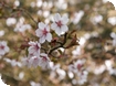 Spring at Westonbirt