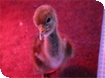 Events at WWT Slimbridge