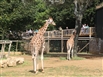 Giraffes at Cotswold Wildlife Park