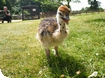 Cotswold Wildlife Park