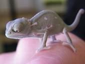 Tiny new arrivals at Cotswold Wildlife Park