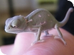 Tiny new arrivals at Cotswold Wildlife Park