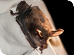 Rare Woodland Bat found at Westonbirt Arboretum