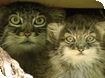 First Pallas Cat kittens born at Cotswold Wildlife Park