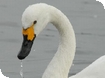 Bewick Swans at WWT Slimbridge
