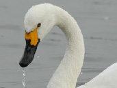 Bewick Swans at WWT Slimbridge