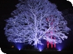 2 Gloucestershire attractions voted in the top 10 attractions to visit in rural England this Christmas