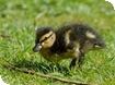 WWT Slimbridge