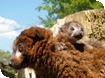 Meet the lemur babies of Madagascar at Cotwolds Wildlife Park