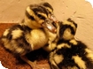 Perfect weather for ducks down at WWT Slmbridge