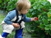 Primrose Vale Farm Shop & PYO Fruit