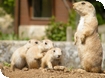 New arrivals at Cotswold Wildlife Park