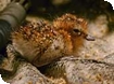 Sandpiper hatches at WWT