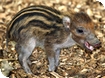 Cotswold Wildlife Park new arrival