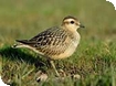 WWT