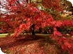 Westonbirt Arboretum