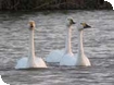 WWT Slimbridge
