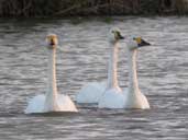 WWT Slimbridge