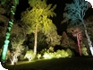 See Westonbirt's trees in a new light this Christmas!