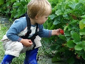 Pick your own strawberries