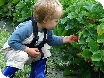 Pick your own strawberries