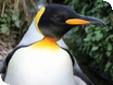 Six more King Penguins! Birdland's new arrivals from Edinburgh Zoo