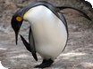 King Penguins