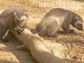Wolverines at Cotswold Wildlife Park