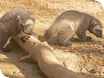 Wolverines at Cotswold Wildlife Park