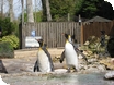 king Penguins at Birdland, Gloucestershire