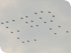 EIIR Fylpast at Air Tattoo by 27 RAF Hawk jets