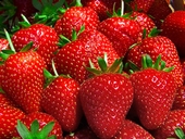 Pick your own strawberries