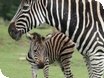 Zebra foal shows off its tiny stripes at Cotswold Wildlife Park