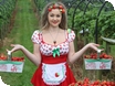 Strawberries now in abundance at Over Farm Market near Gloucester