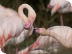 Events at WWT Slimbridge