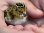 Events at WWT Slimbridge