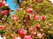 Westonbirt events