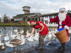 Events at WWT Slimbridge