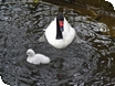 Events at Birdland in Gloucestershire