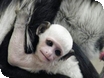 Cotswold Wildlife Park welcomes baby Colobus Monkey