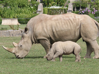 Cotswold Wildlife Park and Gardens