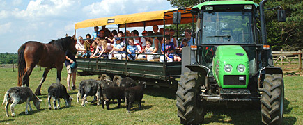 Explore Cotswold Farm Park on the tractor safari