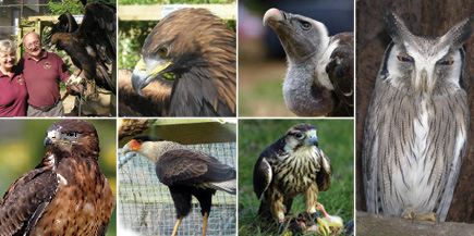 Cotswold Falconry Centre is a great place to visit in the Cotswolds