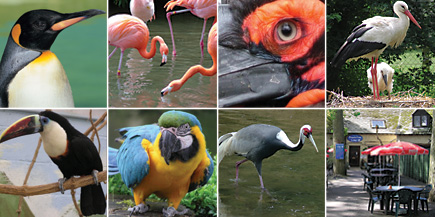 Birdland Park & Gardens for a great day out in the Cotswolds