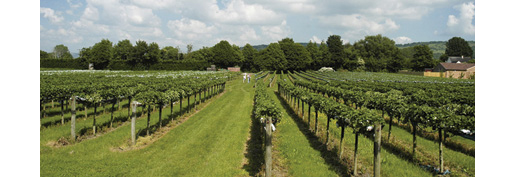 Pick your own strawberries, raspberries an lots more at Primrose Vale Farm