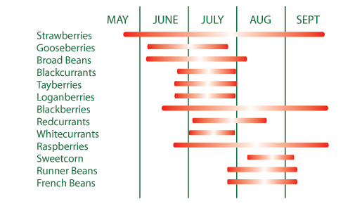 Pick-Your-Own timetable at Primrose Vale Farm Shop